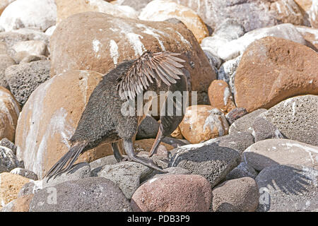 Flugunfähige Kormorane Putzen auf einem felsigen Ufer auf Isabela Insel in den Galapagos Inseln Stockfoto