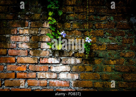 Alte Mauer mit dunklen Schimmel auf der einen Seite und hellen roten Backsteingebäude auf der Anderen und Orchideen nach unten hängen. Stockfoto