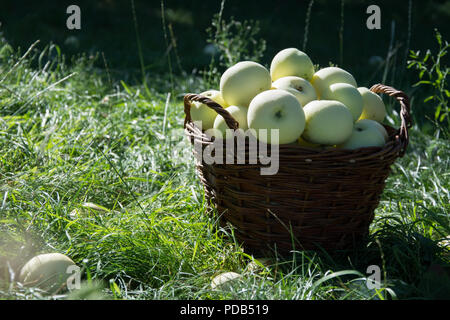 Weidenkorb voller Licht grüne Äpfel - stehen auf Gras in einem Obstgarten Stockfoto