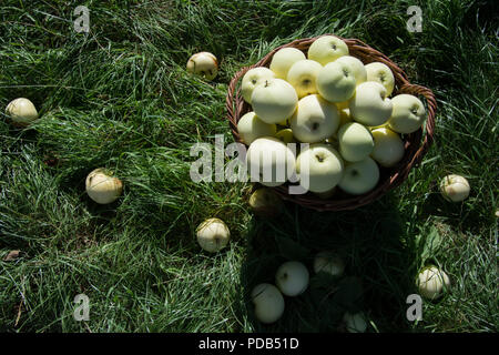 Weidenkorb voller Licht grüne Äpfel - stehen auf Gras, die von gefallenen Äpfeln umgeben - Bird's Eye View Stockfoto