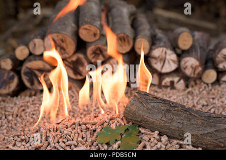 Stapel der Eiche Holz- Biomasse - Holz, pellets, Blatt Stockfoto