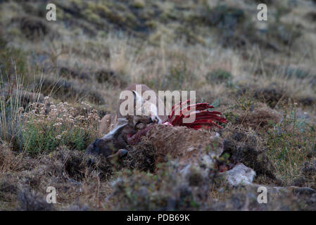 Wild erwachsene Frau patagonischen Puma Fütterung auf der Kadaver eines Guanako, ihrer wichtigsten Beute Arten. Stockfoto