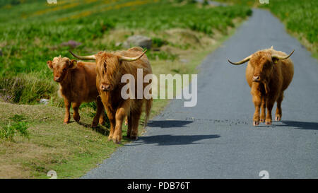 Highland Cattle in Dartmoor frei und breit, Devon, Großbritannien Stockfoto