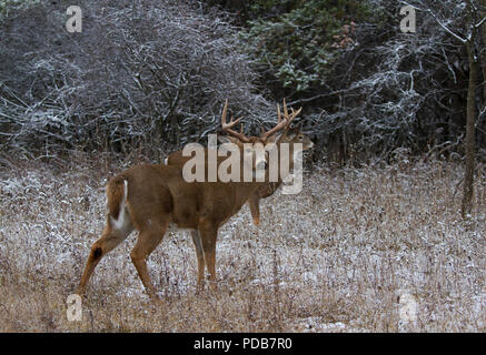 Zwei Weißwedelhirsche Buck im Winter Schnee in Kanada Stockfoto