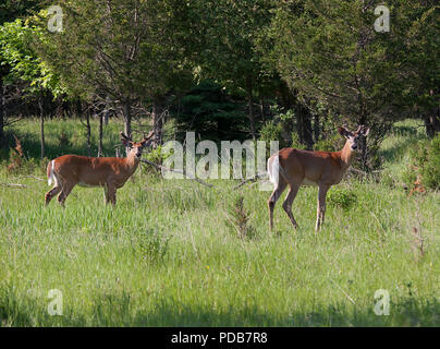 Zwei Weißwedelhirsche Buck mit samt Geweih im Frühling Wiese in Kanada Stockfoto