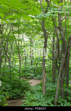 Dichten Wald in der Fürst Pückler Park Bad Muskau Deutschland Stockfoto