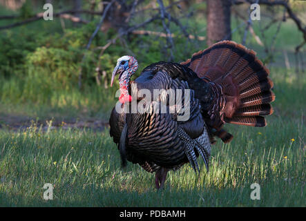 Östlichen wilde Türkei männlich (Meleagris gallopavo) in voller strutting Anzeige gehen durch einen grünen Wiese in Kanada Stockfoto