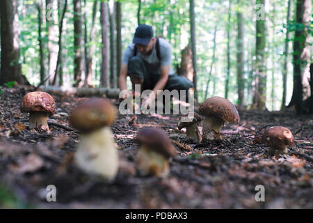 Mann sammeln Pilze Stockfoto