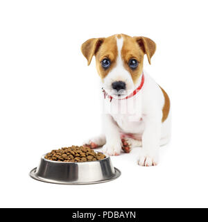 Jack Russel Welpe mit Lebensmitteln isoliert auf weißem Stockfoto