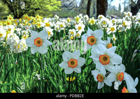 Narziss ist eine Gattung der überwiegend Frühjahr mehrjährige Pflanzen der Amaryllidaceae (AMARYLLIS) Familie. Stockfoto