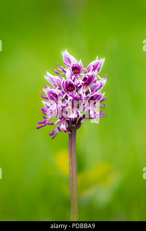 Eine seltene Monkey Orchid (Orchis Simia) im Park Gate nach unten Naturschutzgebiet in Kent. Stockfoto