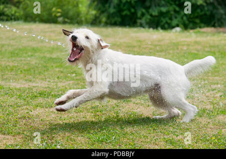 Jack Russell Terrier Hund spielt und fängt ein Wasserstrahl aus einem Gartenschlauch und Getränke das frische Wasser an einem heißen Sommertag Stockfoto