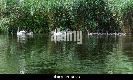 Deutschland, Peene Peenetal - Nature Conservation Park. Swan Family - zwei höckerschwäne und sechs Cygnets auf einen ruhigen Wasser Stockfoto