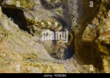 Kleine unten Fütterung Adria Fisch Zuflucht in Rock Pool mit einer Klette und einem Barnacle in Brela, Dalmatinische Küste, Kroatien Stockfoto