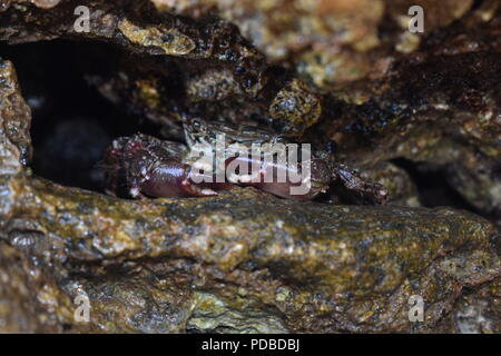 Makro Nahaufnahme eines Crustacean Crab versteckt sich in einer kleinen Höhle in einer Lücke zwischen den Felsen Stockfoto