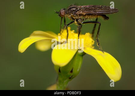 Diese Räuber fliegen (Asilidae), eine nicht-spezifische Unterfamilie, sitzt auf eine gelbe Blume warten auf seine nächsten Opfer. Stockfoto