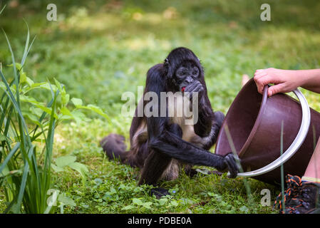 Spider Monkey von einem Wärter gefüttert Stockfoto