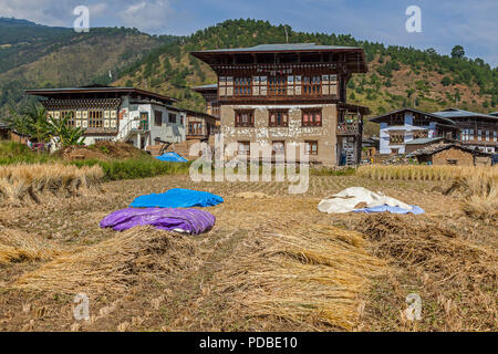 Reis Trocknen im Paddy, Pana Dorf, Bhutan Stockfoto