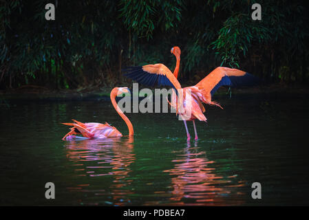 Zwei karibische Flamingos in einem See Stockfoto