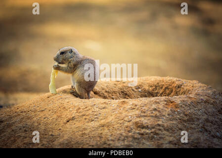 Baby prairie dog Fütterung in seiner Höhle Stockfoto