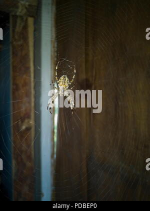 Große Web in der Speisekammer gestreckt, in dessen Mitte sitzt eine große Spinne. Stockfoto