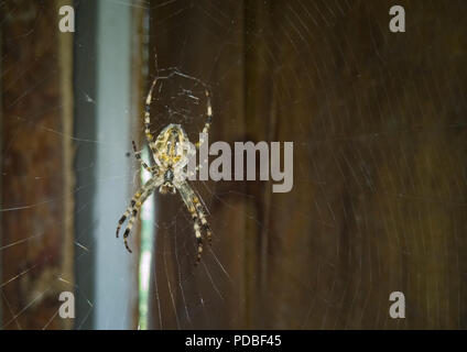 Eine große Spinne sitzt auf einem Webserver in der Speisekammer gestreckt. Stockfoto