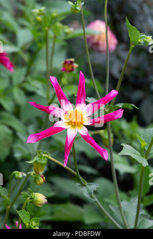 Dahlie 'Honka Überraschung'. Sternförmige Dahlia Stockfoto