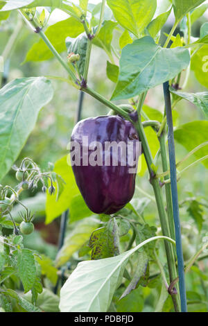 Capsicum annuum var. annuum. Paprika "Tequila" auf der Anlage. Großbritannien Stockfoto