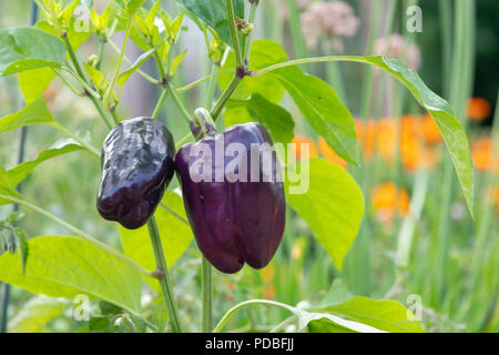 Capsicum annuum var. annuum. Paprika "Tequila" auf der Anlage. Großbritannien Stockfoto