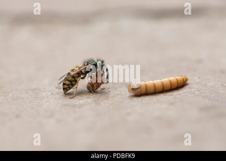 Gemeinsamen Wespe. Vespula Vulgaris. Yellowjacket Wespe Essen ein Mehlwurm Stockfoto