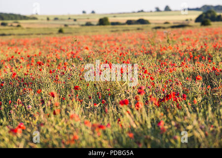 Ein Feld mit Mohnblumen in der Abendsonne, Cotswolds, Großbritannien Stockfoto