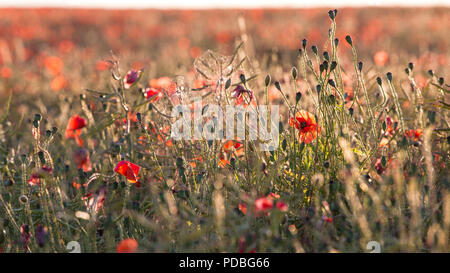 Nahaufnahme von Mohnblumen Hintergrundbeleuchtung durch die Abendsonne in einem Cotswold Feld. Stockfoto