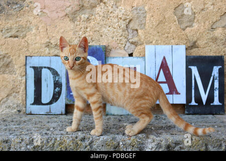 Katze, 3 Monate alt, Ingwer Stockfoto