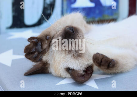 Siam kitten, Thai, 7 Wochen alt, Seal Point, Schlafen Stockfoto