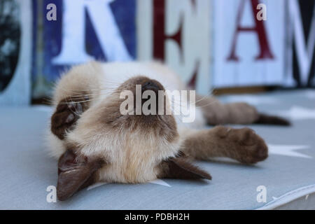 Siam kitten, Thai, 7 Wochen alt, Seal Point, Schlafen Stockfoto