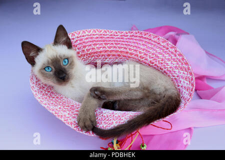 Siam kitten, Thai, 7 Wochen alt, Seal Point, liegend in einen Hut Stockfoto