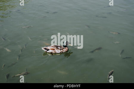 Ansicht von Ente und Herde von schwimmenden Fische im Wasser Stockfoto