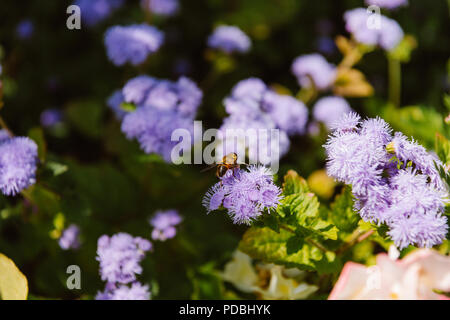 Selektiver Fokus der Biene auf hortensienblüten Stockfoto