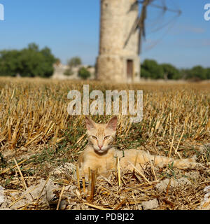 Hauskatze, Ingwer, gelegen im Stroh vor einer Windmühle Stockfoto