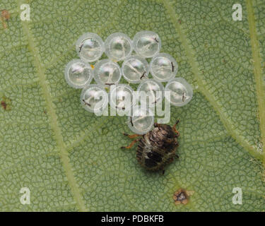 Wald Shieldbug Nymphe (Pentatoma rufipes) mit Eier ausgebrütet. Tipperary, Irland Stockfoto