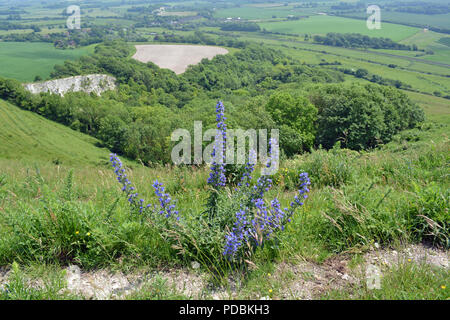 Viper Bugloss Stockfoto