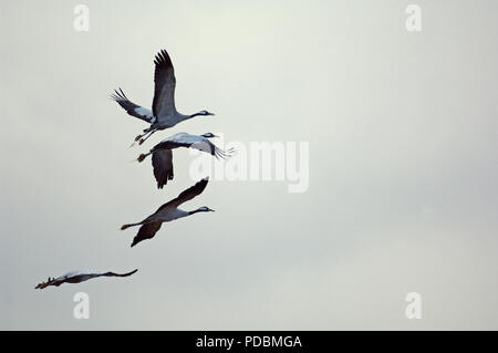 Grues cendrées-Vol-Krane - Flug - Megalornis Grus Stockfoto