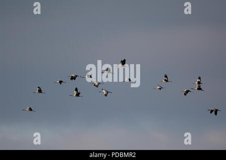 Grues cendrées-Vol-Krane - Flug - Megalornis Grus Stockfoto