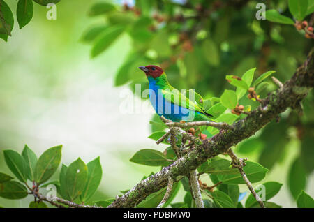 Tangara gyrola, Bucht Tanager ist eine bunte Vogel Bild in Panama genommen Stockfoto