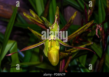 Lady Slipper orchid Panama Stockfoto