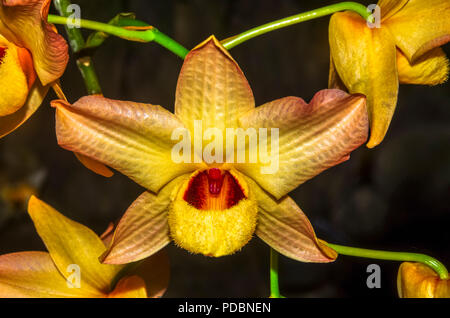 Gelbe und Rote Orchidee Nahaufnahme mit dunklen Hintergrund Stockfoto
