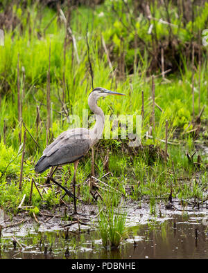 Ein Great Blue Heron, Ardea Herodias, wandern am Rande eines Teiches in den Adirondack Mountains, NY, USA Stockfoto