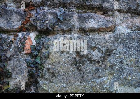 Alte Sandsteinmauer mit Efeu in wallpaper Format shot in Deutschland Stockfoto