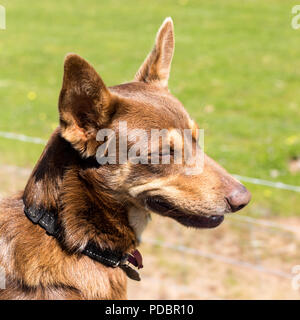 Braun Kelpie auf der Rückseite des Ute auf der Farm Stockfoto