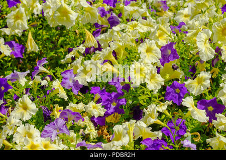 Ein Cluster von Gelb und Violett Petunie Stockfoto